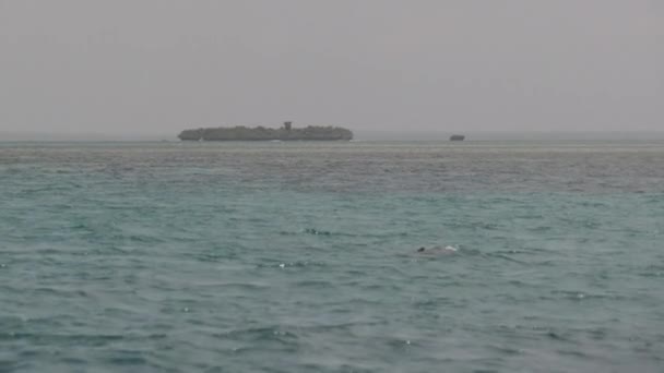 Delfin i Open Ocean Jumps Out of the Water, Zanzibar, Afrika — Stockvideo