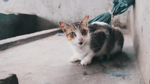 Gato callejero Meows piadosamente en la cámara sentada en un piso sucio en África, Zanzíbar — Vídeo de stock
