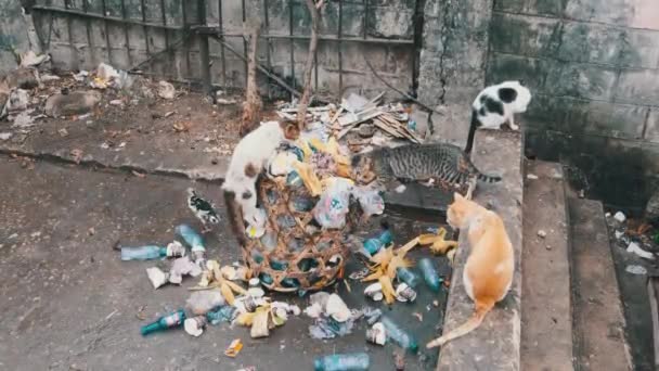 Los gatos callejeros Shabby comen comida podrida de un contenedor sucio, África pobre, Zanzíbar — Vídeos de Stock