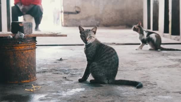 Retrato del gato callejero sentado en el piso sucio del mercado africano de pescado, Zanzíbar — Vídeos de Stock