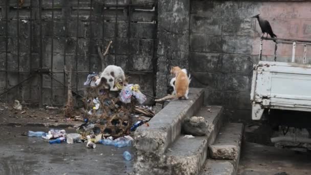 Zbłąkane koty jedzą zgniłe jedzenie z brudnego śmietnika, biedna Afryka, Stone Town Zanzibar — Wideo stockowe