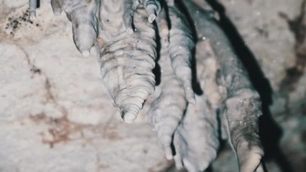 Underjordisk grotta med stalaktit klippformationer som hänger från tvillinggrottans tak — Stockvideo
