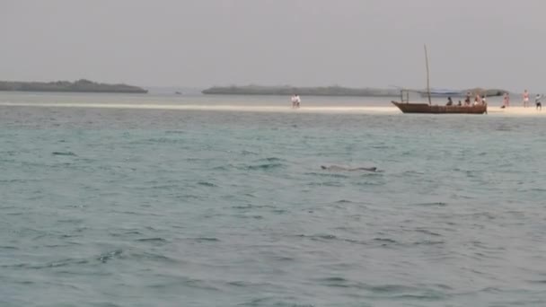 Delfin w otwartym oceanie skacze z wody, Zanzibar, Afryka — Wideo stockowe