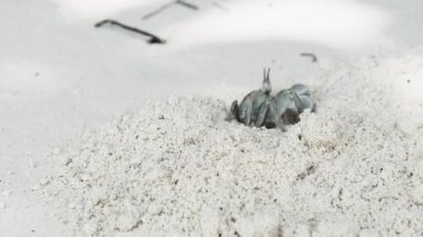 Münzevi Yengeç Kumda Delik Açar ve Tropikal Plajda Saklanır, Zanzibar