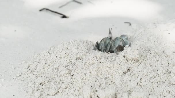 桑给巴尔一个热带海滩上的隐藏蟹在沙坑中挖洞 — 图库视频影像