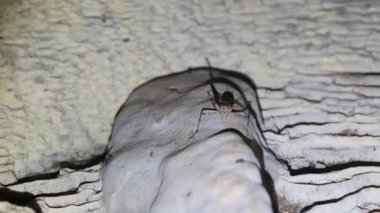 Uzun Antenli Böcek Derin Karanlık Bir Mağarada, Zanzibar 'da Yaşıyor