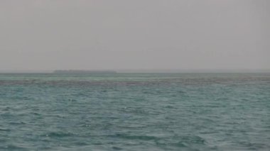Açık Okyanustaki Yunus Sudan Atlıyor, Zanzibar, Afrika