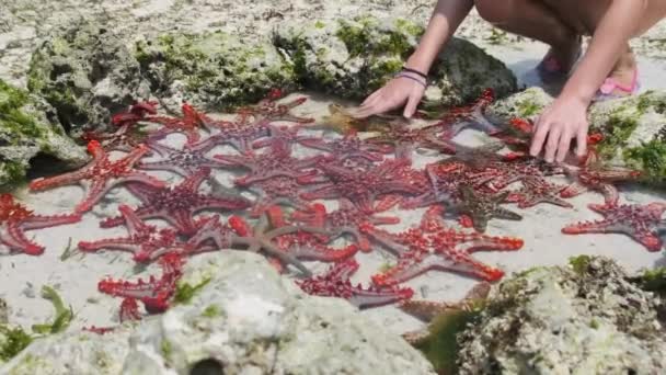 Beaucoup d'étoiles de mer colorées reposent dans un aquarium de corail naturel sur la côte de l'océan — Video