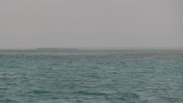 Delfín en el océano abierto salta del agua, Zanzíbar, África — Vídeo de stock