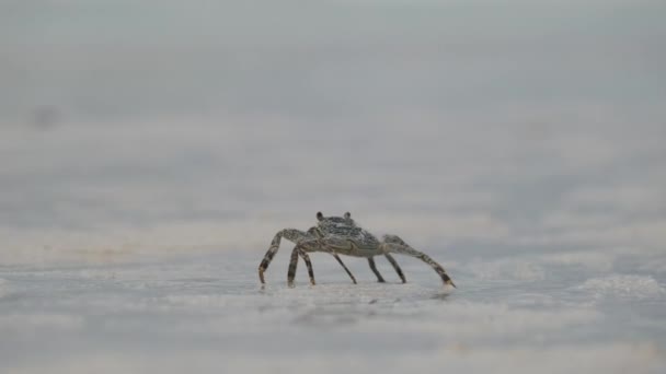 Καβούρι φάντασμα σέρνεται κατά μήκος μια αμμώδη τροπική παραλία από τον ωκεανό, Ζανζιβάρη — Αρχείο Βίντεο