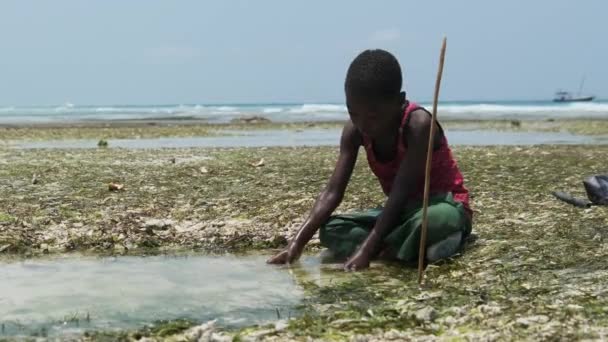 Okyanusun Sığ Suyunda Yerel Afrikalı Çocuk Düşük Gelgitte Deniz Balıklarıyla Oynuyor — Stok video