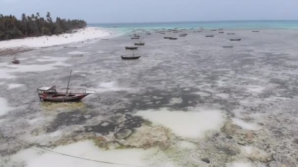 Lot Fishing Boats Stuck in Sand off Coast at Low Tide, Zanzibar, Aerial View — Stock Video