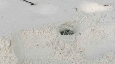 Münzevi Yengeç Kumda Delik Açar ve Tropikal Plajda Saklanır, Zanzibar