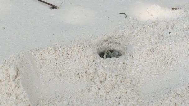 Einsiedlerkrebs gräbt ein Loch in den Sand und versteckt sich an einem tropischen Strand auf Sansibar — Stockvideo