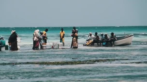 Lokalne afrykańskie kobiety zbierają owoce morza w płytkich wodach Oceanu Low Tide Zanzibar — Wideo stockowe