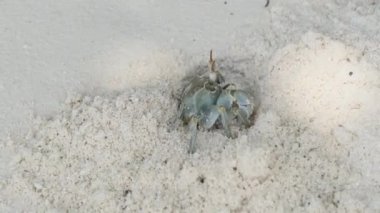 Münzevi Yengeç Kumda Delik Açar ve Tropikal Plajda Saklanır, Zanzibar