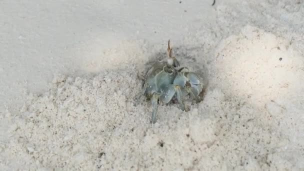 Krab poustevník vykope díru v písku a skryje se na tropické pláži, Zanzibar — Stock video