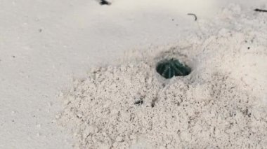 Münzevi Yengeç Kumda Delik Açar ve Tropikal Plajda Saklanır, Zanzibar