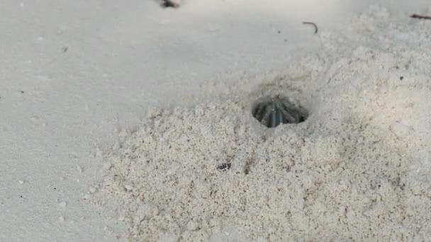 Il granchio eremita scava un buco nella sabbia e si nasconde su una spiaggia tropicale, Zanzibar — Video Stock