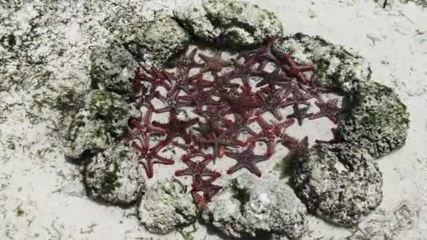 Muitas estrelas-do-mar coloridas jazem em um aquário de coral natural na costa do oceano — Vídeo de Stock