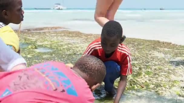 Místní afričtí chlapci v mělkém oceánu vody hrát s rybami s turisty, odliv — Stock video