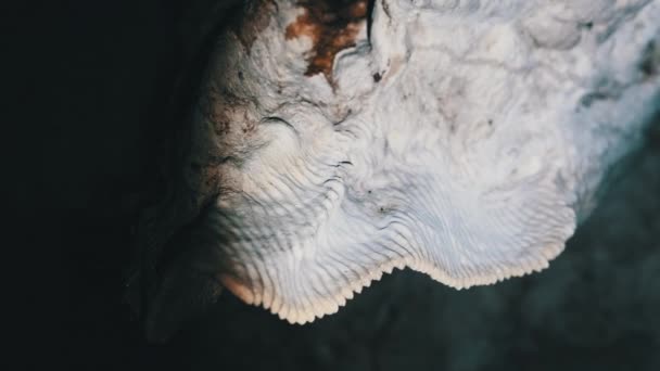 Grotte souterraine avec des formations rocheuses stalactites suspendues au plafond de la grotte des jumeaux — Video