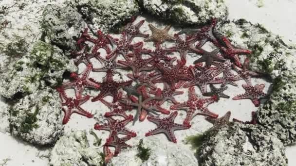 Muchas estrellas de mar coloridas yacen en un acuario de coral natural en la orilla del océano — Vídeo de stock