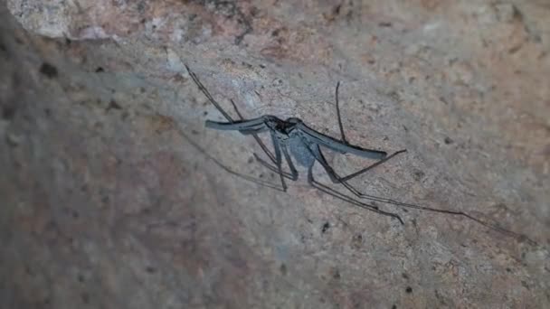 Insecte à longues antennes vivant sur stalactites dans une grotte sombre profonde, Zanzibar — Video