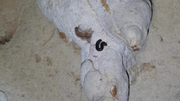 Centipède africain géant rampant sur une stalactite à l'intérieur d'une grotte sombre profonde, Zanzibar — Video