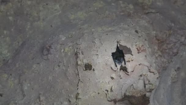 Unterirdische Fledermaus hängt von der Decke in der Dunklen Höhle, Sansibar, Afrika — Stockvideo