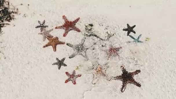 多くのカラフルなヒトデが海の浅瀬のサンディビーチに横たわっています、星空 — ストック動画