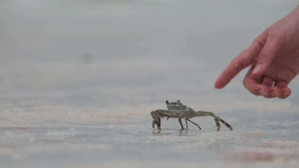 Ghost Crab Crawling Podél písečné tropické pláže u oceánu, Zanzibar — Stock video