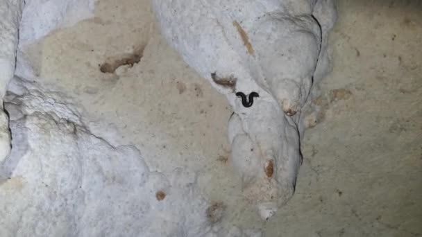 Giant African Centipede kruipt op een stalactiet in een diepe donkere grot, Zanzibar — Stockvideo