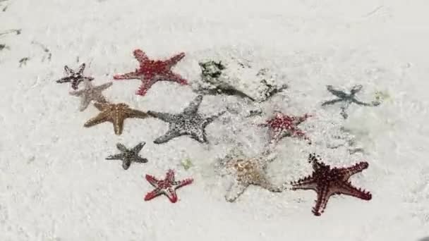 Muitas mentiras coloridas de estrelas-do-mar em Sandy Beach, no Oceano Raso, céu estrelado — Vídeo de Stock
