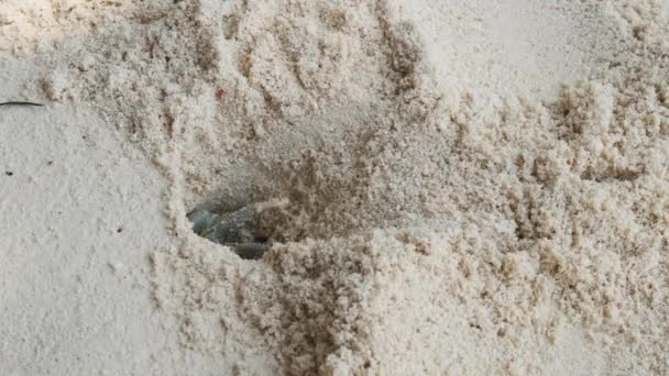 Caranguejo eremita cava um buraco na areia e se esconde em uma praia tropical, Zanzibar — Vídeo de Stock