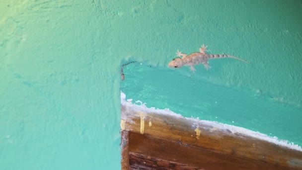 Gecko se plazí po zdi v tropickém bungalovu v noci, Afrika, Zanzibar — Stock video