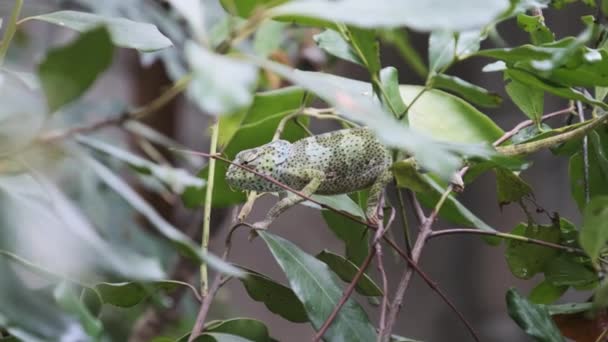 Caméléon assis sur une branche dans une forêt verte, Zanzibar — Video