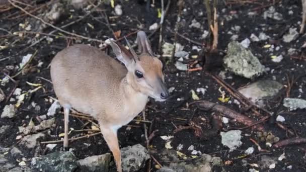 Mini antilope della foresta - Duker, Royal Antelope, Tiniest Antelope allo Zoo, Zanzibar — Video Stock