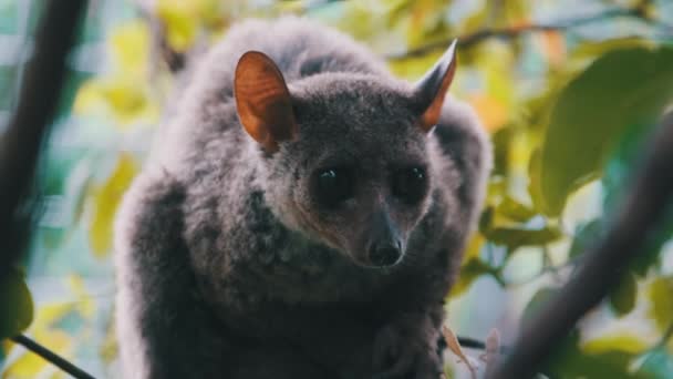 Greater Bushbaby Galago Sits on Green Branch in the Day Forest, Zanzibar, Africa — стоковое видео