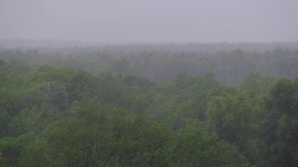 Temporale sullo sfondo di una foresta verde, Pioggia pesante con vento, Tempesta — Video Stock