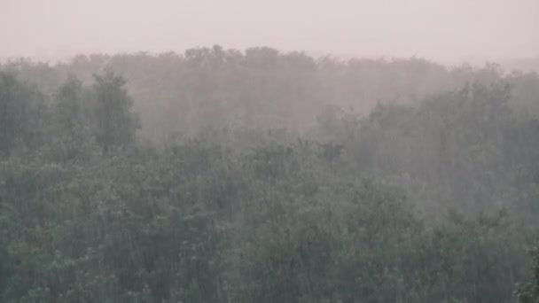 Temporale sullo sfondo di una foresta verde, Pioggia pesante con vento, Tempesta — Video Stock