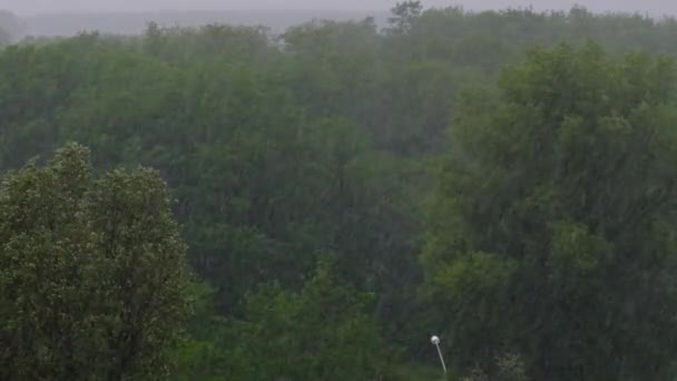 緑の木、雷雨、嵐の背景に風が強い雨 — ストック動画