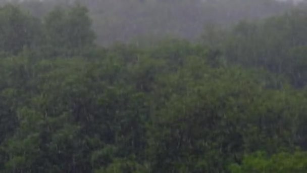Åska på bakgrunden av en grön skog, kraftigt regn med vind, storm — Stockvideo