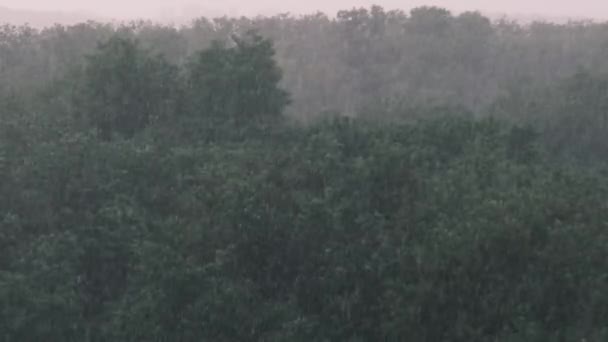 Tormenta en el fondo de un bosque verde, fuerte lluvia con viento, tormenta — Vídeos de Stock