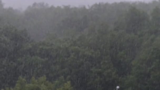 Orage sur le fond d'une forêt verte, Pluie abondante avec vent, Tempête — Video