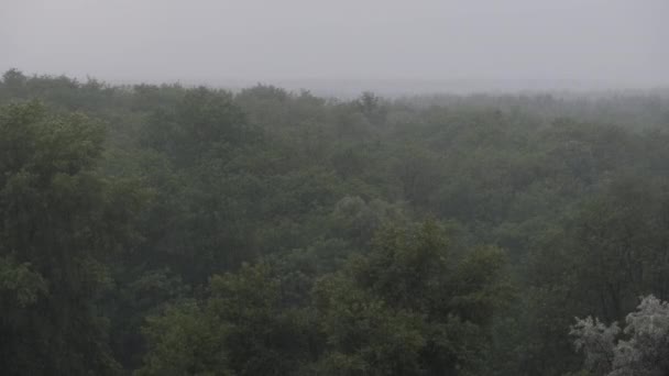 Orage sur le fond d'une forêt verte, Pluie abondante avec vent, Tempête — Video