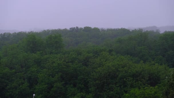 Orage sur le fond d'une forêt verte, Pluie abondante avec vent, Tempête — Video