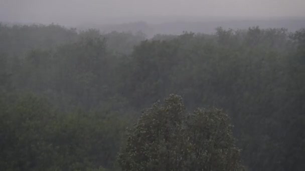 緑の木、雷雨、嵐の背景に風が強い雨 — ストック動画