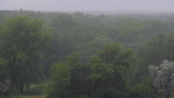 Temporale sullo sfondo di una foresta verde, Pioggia pesante con vento, Tempesta — Video Stock