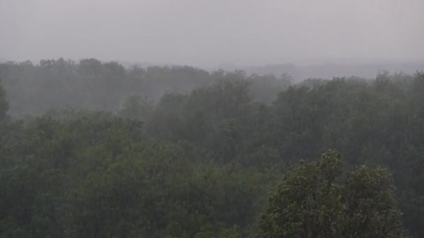 Silny deszcz z wiatrem na tle zielonych drzew, burza, burza — Wideo stockowe